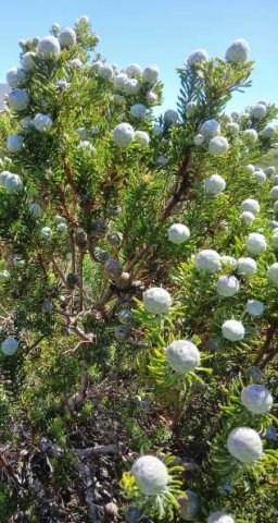 Leucadendron linifolium new and old fruiting cones